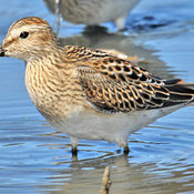 Pectoral Sandpiper